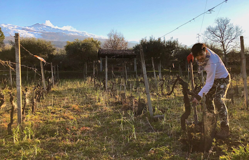 Azienda Agricola Sciara