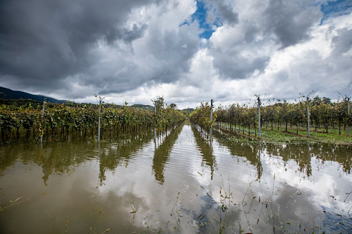 The last time French winemakers faced a year this challenging was almost 70 years ago. 